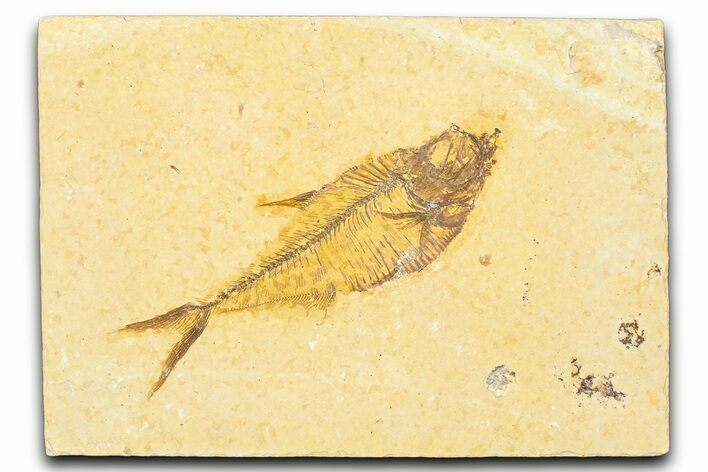 Detailed Fossil Fish (Diplomystus) - Wyoming #379509